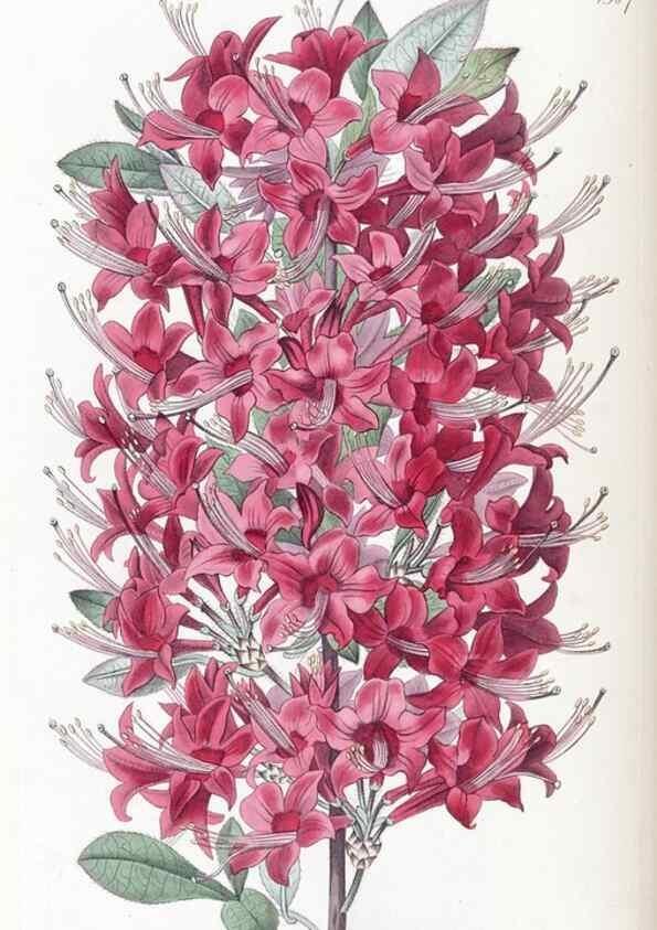 Reproducción/Reproduction 49824809568: Edwards's botanical register.. London :James Ridgway,1829-1847.. 