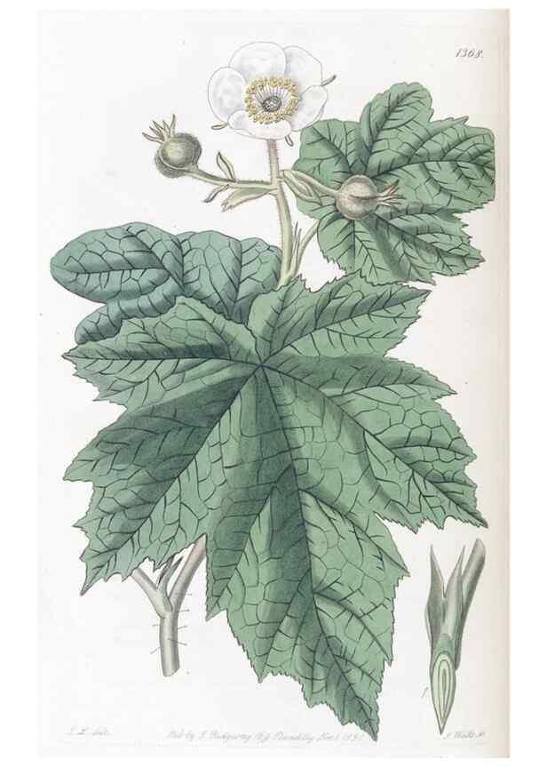 Reproducción/Reproduction 49824809803: Edwards's botanical register.. London :James Ridgway,1829-1847.. 