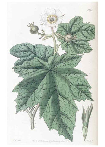 Reproducción/Reproduction 49824809803: Edwards's botanical register.. London :James Ridgway,1829-1847.. 