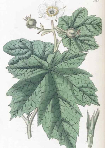 Reproducción/Reproduction 49824809803: Edwards's botanical register.. London :James Ridgway,1829-1847.. 
