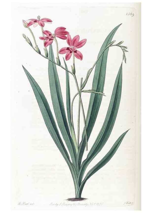Reproducción/Reproduction 49825663917: Edwards's botanical register.. London :James Ridgway,1829-1847.. 