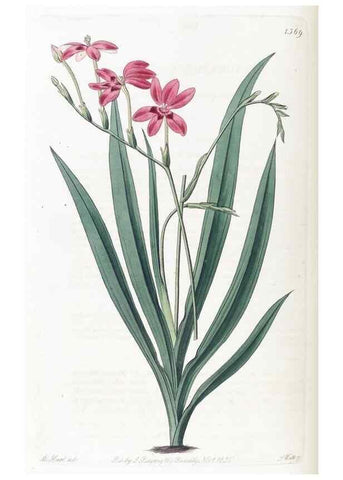 Reproducción/Reproduction 49825663917: Edwards's botanical register.. London :James Ridgway,1829-1847.. 