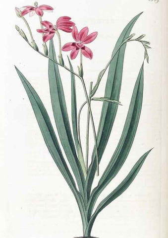 Reproducción/Reproduction 49825663917: Edwards's botanical register.. London :James Ridgway,1829-1847.. 