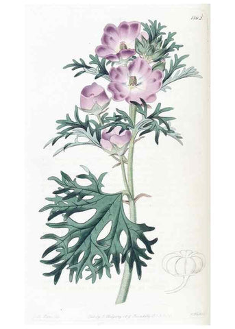 Reproducción/Reproduction 49825340791: Edwards's botanical register.. London :James Ridgway,1829-1847.. 