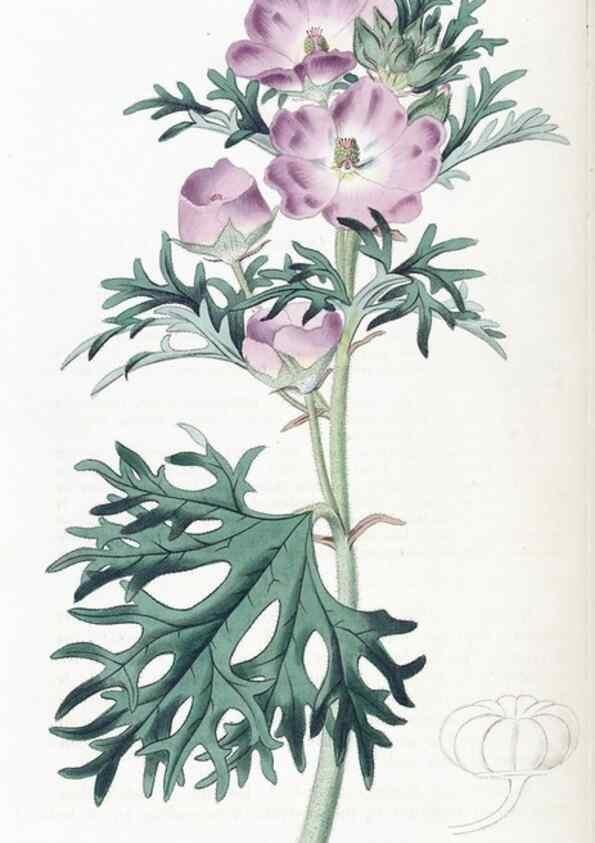 Reproducción/Reproduction 49825340791: Edwards's botanical register.. London :James Ridgway,1829-1847.. 