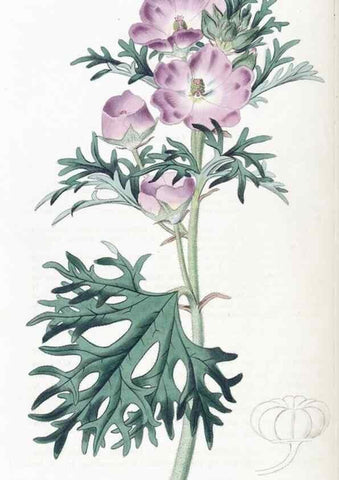 Reproducción/Reproduction 49825340791: Edwards's botanical register.. London :James Ridgway,1829-1847.. 
