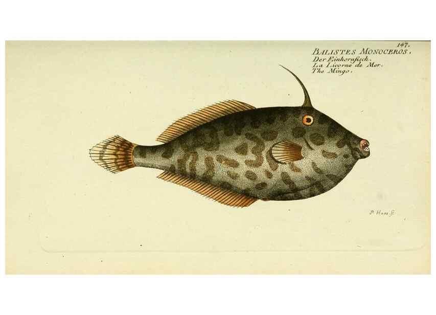 Reproducción/Reproduction 49826293472: D. Marcus Elieser Bloch's, ausübenden Arztes zu Berlin ... Oeconomische Naturgeschichte der Fische Deutschlands .... Berlin :Auf Kosten des Verfassers und in Commission bei dem Buchhändler Hr. Hesse,1782-1795.. 