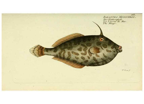 Reproducción/Reproduction 49826293472: D. Marcus Elieser Bloch's, ausübenden Arztes zu Berlin ... Oeconomische Naturgeschichte der Fische Deutschlands .... Berlin :Auf Kosten des Verfassers und in Commission bei dem Buchhändler Hr. Hesse,1782-1795.. 