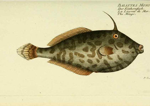 Reproducción/Reproduction 49826293472: D. Marcus Elieser Bloch's, ausübenden Arztes zu Berlin ... Oeconomische Naturgeschichte der Fische Deutschlands .... Berlin :Auf Kosten des Verfassers und in Commission bei dem Buchhändler Hr. Hesse,1782-1795.. 