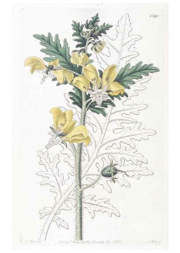 Reproducción/Reproduction 49825669052: Edwards's botanical register.. London :James Ridgway,1829-1847.. 