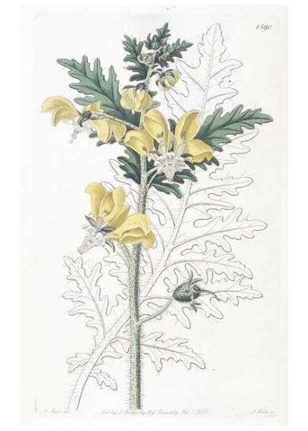 Reproducción/Reproduction 49825669052: Edwards's botanical register.. London :James Ridgway,1829-1847.. 