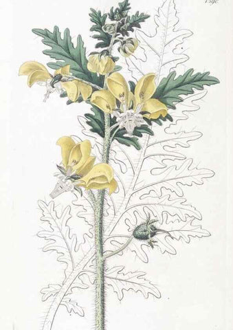 Reproducción/Reproduction 49825669052: Edwards's botanical register.. London :James Ridgway,1829-1847.. 