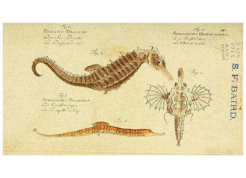 Reproducción/Reproduction 49825426283: D. Marcus Elieser Bloch's, ausübenden Arztes zu Berlin ... Oeconomische Naturgeschichte der Fische Deutschlands .... Berlin :Auf Kosten des Verfassers und in Commission bei dem Buchhändler Hr. Hesse,1782-1795.. 