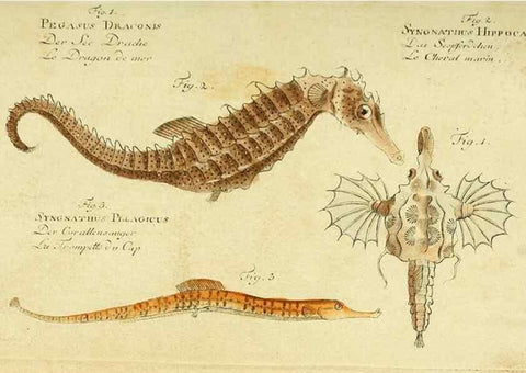 Reproducción/Reproduction 49825426283: D. Marcus Elieser Bloch's, ausübenden Arztes zu Berlin ... Oeconomische Naturgeschichte der Fische Deutschlands .... Berlin :Auf Kosten des Verfassers und in Commission bei dem Buchhändler Hr. Hesse,1782-1795.. 