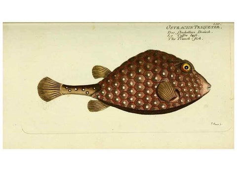 Reproducción/Reproduction 49825436178: D. Marcus Elieser Bloch's, ausübenden Arztes zu Berlin ... Oeconomische Naturgeschichte der Fische Deutschlands .... Berlin :Auf Kosten des Verfassers und in Commission bei dem Buchhändler Hr. Hesse,1782-1795.. 