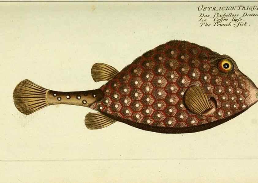 Reproducción/Reproduction 49825436178: D. Marcus Elieser Bloch's, ausübenden Arztes zu Berlin ... Oeconomische Naturgeschichte der Fische Deutschlands .... Berlin :Auf Kosten des Verfassers und in Commission bei dem Buchhändler Hr. Hesse,1782-1795.. 