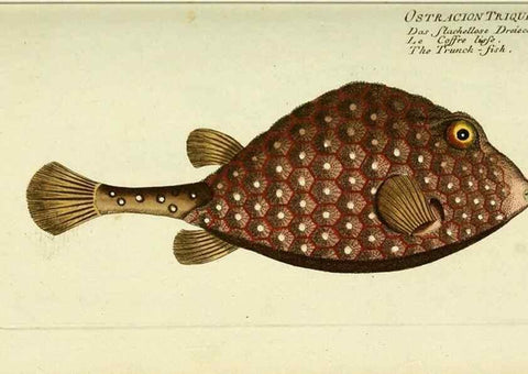 Reproducción/Reproduction 49825436178: D. Marcus Elieser Bloch's, ausübenden Arztes zu Berlin ... Oeconomische Naturgeschichte der Fische Deutschlands .... Berlin :Auf Kosten des Verfassers und in Commission bei dem Buchhändler Hr. Hesse,1782-1795.. 