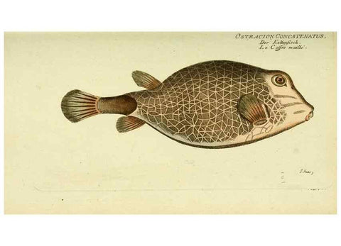 Reproducción/Reproduction 49825970201: D. Marcus Elieser Bloch's, ausübenden Arztes zu Berlin ... Oeconomische Naturgeschichte der Fische Deutschlands .... Berlin :Auf Kosten des Verfassers und in Commission bei dem Buchhändler Hr. Hesse,1782-1795.. 