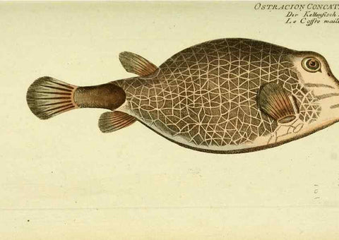 Reproducción/Reproduction 49825970201: D. Marcus Elieser Bloch's, ausübenden Arztes zu Berlin ... Oeconomische Naturgeschichte der Fische Deutschlands .... Berlin :Auf Kosten des Verfassers und in Commission bei dem Buchhändler Hr. Hesse,1782-1795.. 