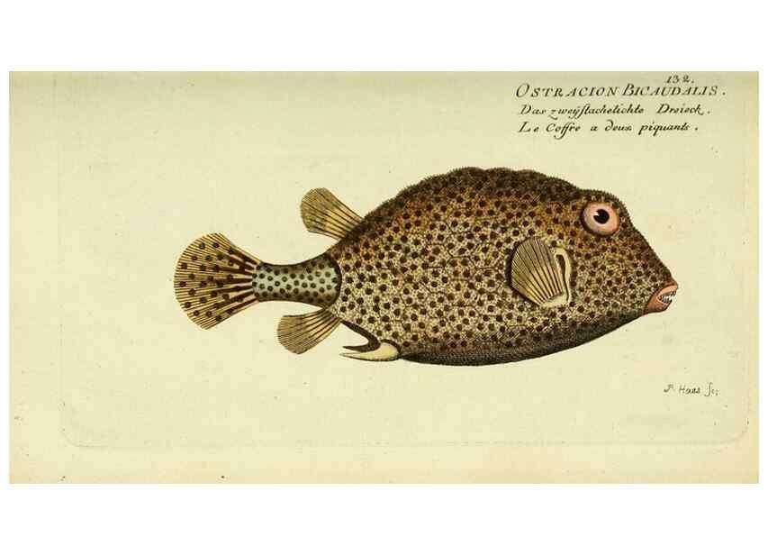 Reproducción/Reproduction 49825970601: D. Marcus Elieser Bloch's, ausübenden Arztes zu Berlin ... Oeconomische Naturgeschichte der Fische Deutschlands .... Berlin :Auf Kosten des Verfassers und in Commission bei dem Buchhändler Hr. Hesse,1782-1795.. 