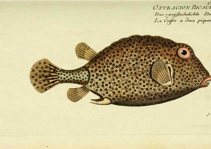 Reproducción/Reproduction 49825970601: D. Marcus Elieser Bloch's, ausübenden Arztes zu Berlin ... Oeconomische Naturgeschichte der Fische Deutschlands .... Berlin :Auf Kosten des Verfassers und in Commission bei dem Buchhändler Hr. Hesse,1782-1795.. 