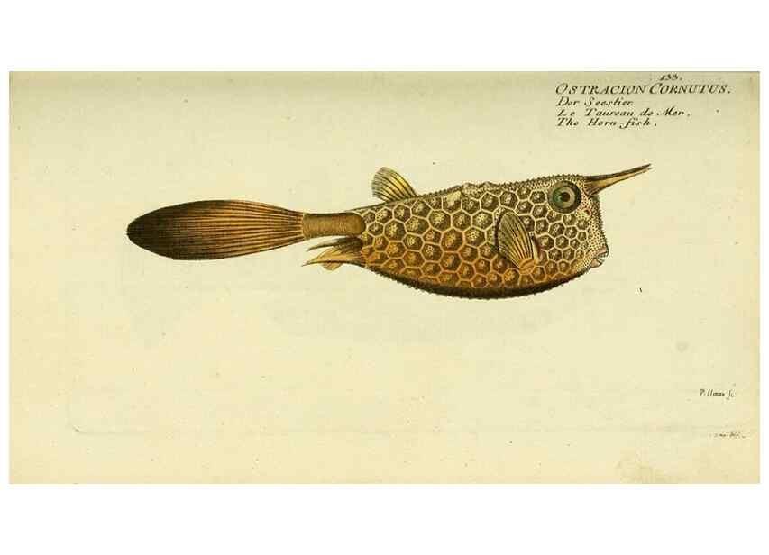 Reproducción/Reproduction 49825970931: D. Marcus Elieser Bloch's, ausübenden Arztes zu Berlin ... Oeconomische Naturgeschichte der Fische Deutschlands .... Berlin :Auf Kosten des Verfassers und in Commission bei dem Buchhändler Hr. Hesse,1782-1795.. 