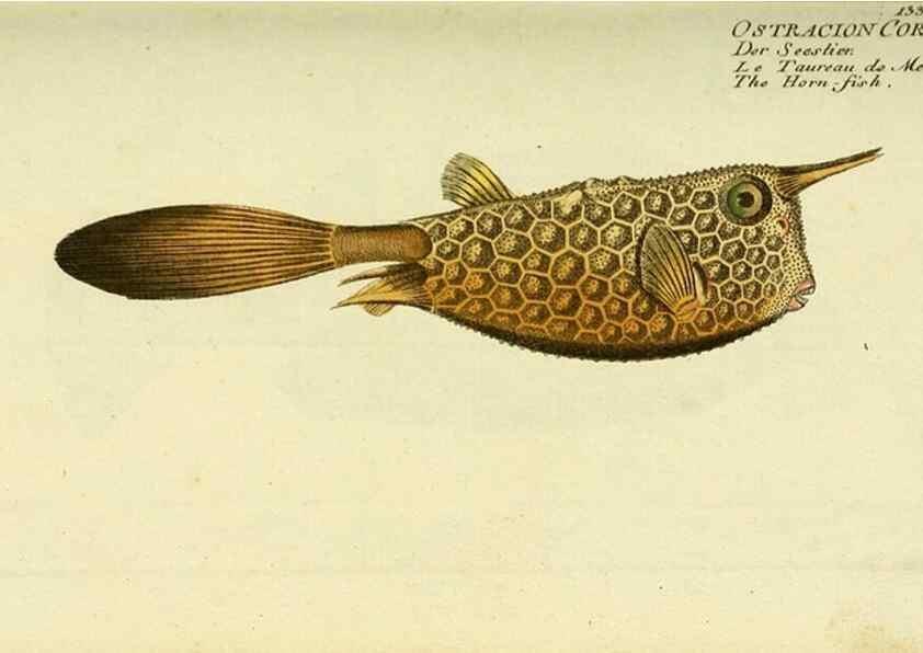 Reproducción/Reproduction 49825970931: D. Marcus Elieser Bloch's, ausübenden Arztes zu Berlin ... Oeconomische Naturgeschichte der Fische Deutschlands .... Berlin :Auf Kosten des Verfassers und in Commission bei dem Buchhändler Hr. Hesse,1782-1795.. 