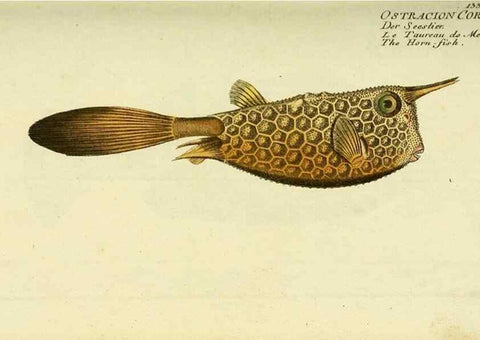 Reproducción/Reproduction 49825970931: D. Marcus Elieser Bloch's, ausübenden Arztes zu Berlin ... Oeconomische Naturgeschichte der Fische Deutschlands .... Berlin :Auf Kosten des Verfassers und in Commission bei dem Buchhändler Hr. Hesse,1782-1795.. 