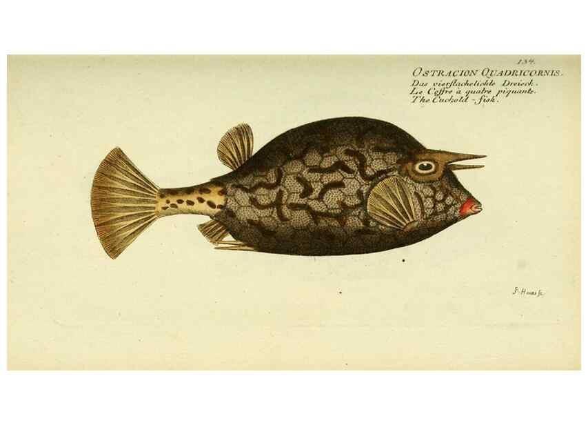 Reproducción/Reproduction 49825971336: D. Marcus Elieser Bloch's, ausübenden Arztes zu Berlin ... Oeconomische Naturgeschichte der Fische Deutschlands .... Berlin :Auf Kosten des Verfassers und in Commission bei dem Buchhändler Hr. Hesse,1782-1795.. 