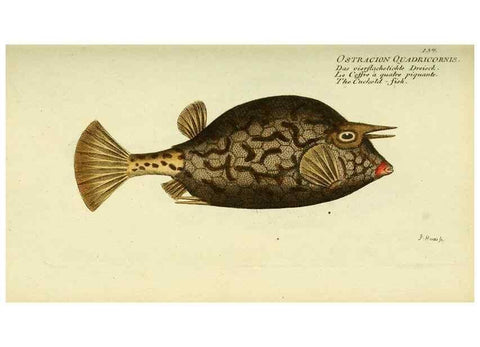 Reproducción/Reproduction 49825971336: D. Marcus Elieser Bloch's, ausübenden Arztes zu Berlin ... Oeconomische Naturgeschichte der Fische Deutschlands .... Berlin :Auf Kosten des Verfassers und in Commission bei dem Buchhändler Hr. Hesse,1782-1795.. 