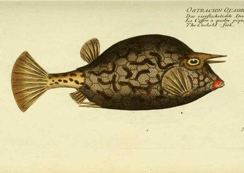 Reproducción/Reproduction 49825971336: D. Marcus Elieser Bloch's, ausübenden Arztes zu Berlin ... Oeconomische Naturgeschichte der Fische Deutschlands .... Berlin :Auf Kosten des Verfassers und in Commission bei dem Buchhändler Hr. Hesse,1782-1795.. 