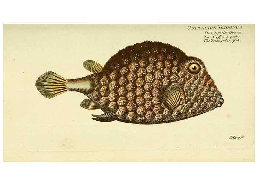 Reproducción/Reproduction 49825438013: D. Marcus Elieser Bloch's, ausübenden Arztes zu Berlin ... Oeconomische Naturgeschichte der Fische Deutschlands .... Berlin :Auf Kosten des Verfassers und in Commission bei dem Buchhändler Hr. Hesse,1782-1795.. 