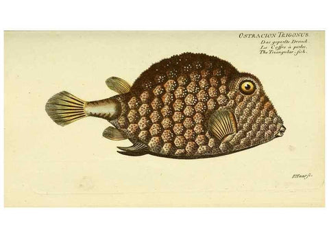 Reproducción/Reproduction 49825438013: D. Marcus Elieser Bloch's, ausübenden Arztes zu Berlin ... Oeconomische Naturgeschichte der Fische Deutschlands .... Berlin :Auf Kosten des Verfassers und in Commission bei dem Buchhändler Hr. Hesse,1782-1795.. 