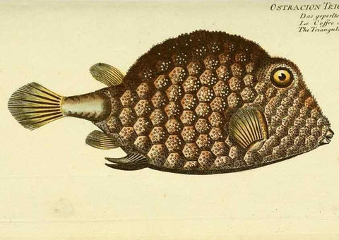 Reproducción/Reproduction 49825438013: D. Marcus Elieser Bloch's, ausübenden Arztes zu Berlin ... Oeconomische Naturgeschichte der Fische Deutschlands .... Berlin :Auf Kosten des Verfassers und in Commission bei dem Buchhändler Hr. Hesse,1782-1795.. 