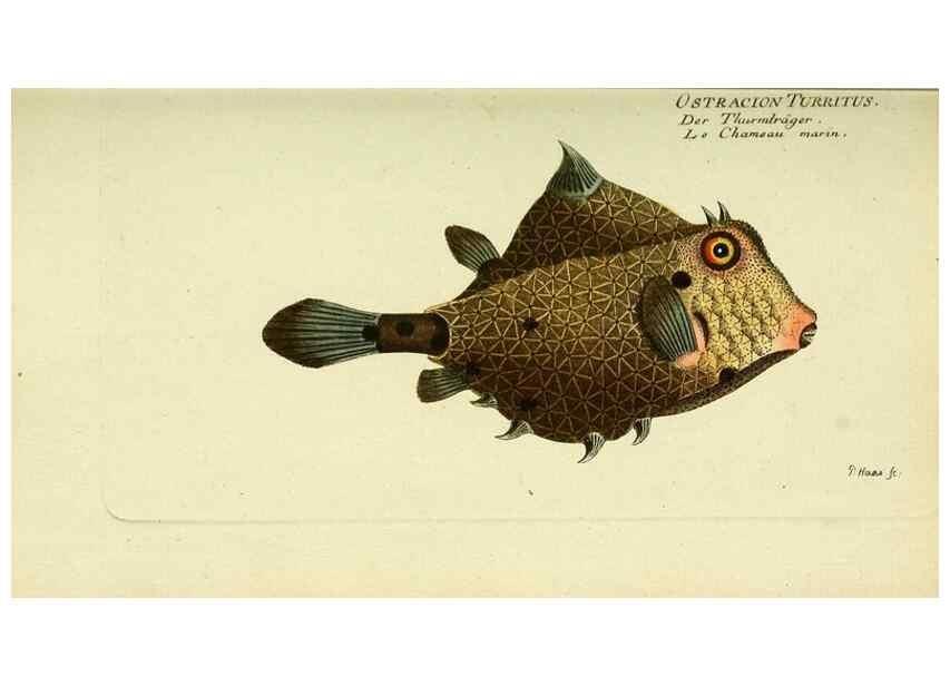 Reproducción/Reproduction 49825438348: D. Marcus Elieser Bloch's, ausübenden Arztes zu Berlin ... Oeconomische Naturgeschichte der Fische Deutschlands .... Berlin :Auf Kosten des Verfassers und in Commission bei dem Buchhändler Hr. Hesse,1782-1795.. 