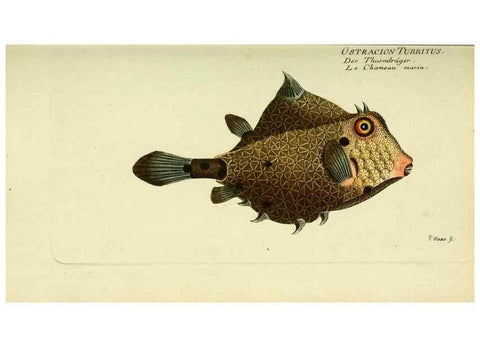 Reproducción/Reproduction 49825438348: D. Marcus Elieser Bloch's, ausübenden Arztes zu Berlin ... Oeconomische Naturgeschichte der Fische Deutschlands .... Berlin :Auf Kosten des Verfassers und in Commission bei dem Buchhändler Hr. Hesse,1782-1795.. 