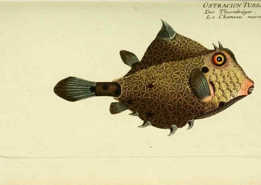 Reproducción/Reproduction 49825438348: D. Marcus Elieser Bloch's, ausübenden Arztes zu Berlin ... Oeconomische Naturgeschichte der Fische Deutschlands .... Berlin :Auf Kosten des Verfassers und in Commission bei dem Buchhändler Hr. Hesse,1782-1795.. 