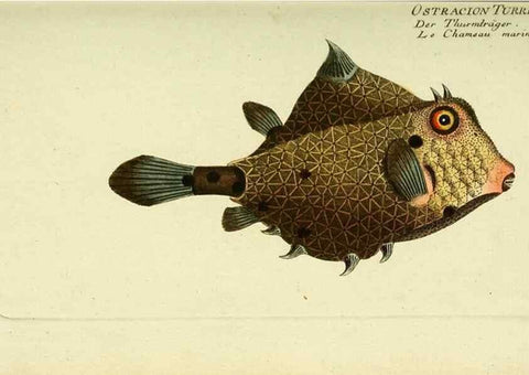 Reproducción/Reproduction 49825438348: D. Marcus Elieser Bloch's, ausübenden Arztes zu Berlin ... Oeconomische Naturgeschichte der Fische Deutschlands .... Berlin :Auf Kosten des Verfassers und in Commission bei dem Buchhändler Hr. Hesse,1782-1795.. 
