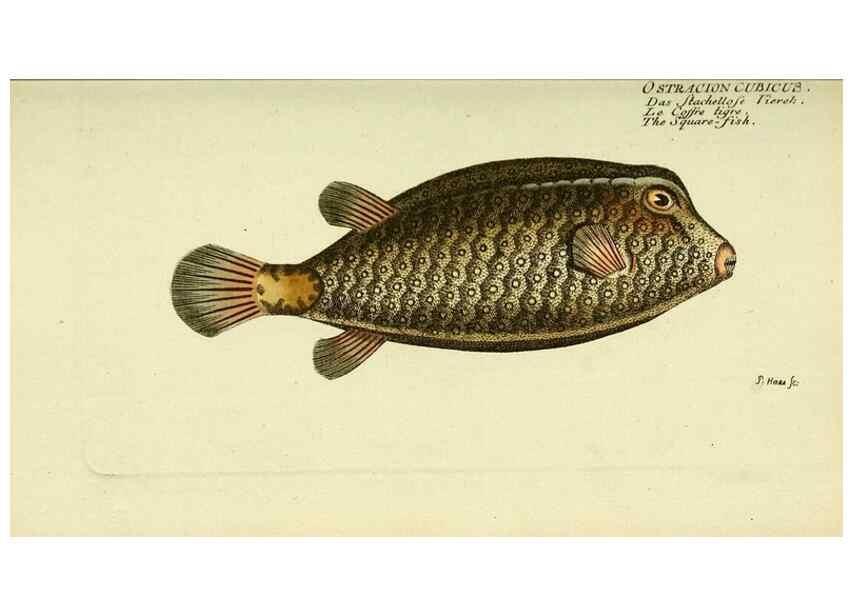 Reproducción/Reproduction 49825972321: D. Marcus Elieser Bloch's, ausübenden Arztes zu Berlin ... Oeconomische Naturgeschichte der Fische Deutschlands .... Berlin :Auf Kosten des Verfassers und in Commission bei dem Buchhändler Hr. Hesse,1782-1795.. 