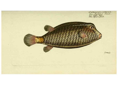 Reproducción/Reproduction 49825972321: D. Marcus Elieser Bloch's, ausübenden Arztes zu Berlin ... Oeconomische Naturgeschichte der Fische Deutschlands .... Berlin :Auf Kosten des Verfassers und in Commission bei dem Buchhändler Hr. Hesse,1782-1795.. 
