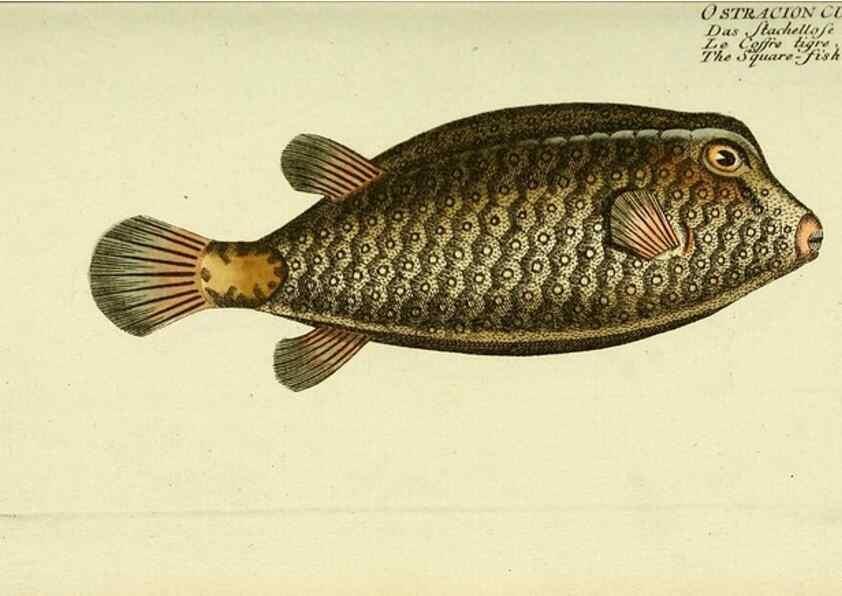 Reproducción/Reproduction 49825972321: D. Marcus Elieser Bloch's, ausübenden Arztes zu Berlin ... Oeconomische Naturgeschichte der Fische Deutschlands .... Berlin :Auf Kosten des Verfassers und in Commission bei dem Buchhändler Hr. Hesse,1782-1795.. 