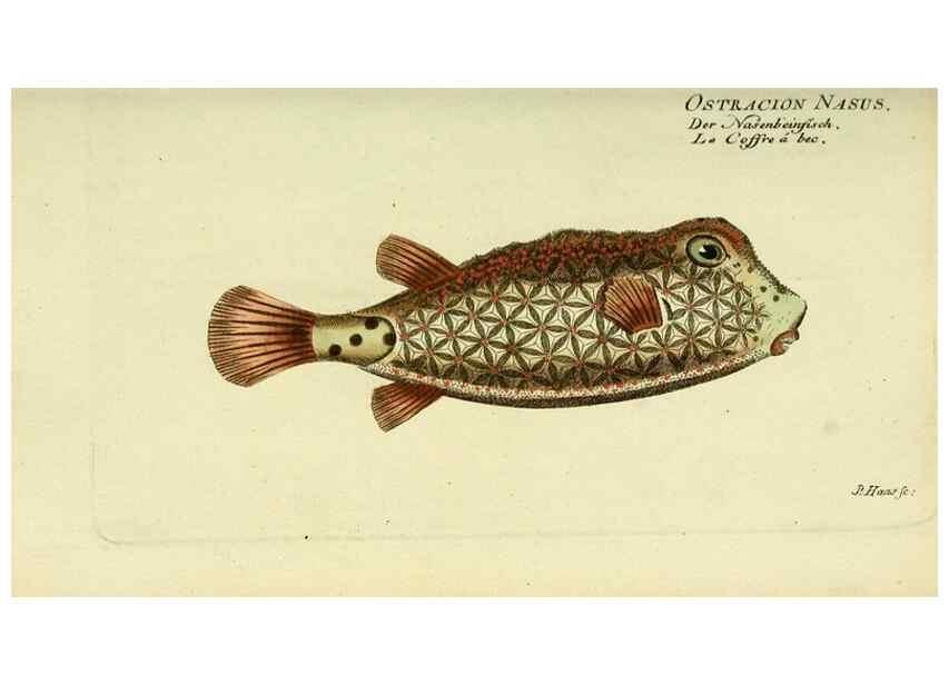 Reproducción/Reproduction 49826290572: D. Marcus Elieser Bloch's, ausübenden Arztes zu Berlin ... Oeconomische Naturgeschichte der Fische Deutschlands .... Berlin :Auf Kosten des Verfassers und in Commission bei dem Buchhändler Hr. Hesse,1782-1795.. 