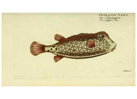 Reproducción/Reproduction 49826290572: D. Marcus Elieser Bloch's, ausübenden Arztes zu Berlin ... Oeconomische Naturgeschichte der Fische Deutschlands .... Berlin :Auf Kosten des Verfassers und in Commission bei dem Buchhändler Hr. Hesse,1782-1795.. 