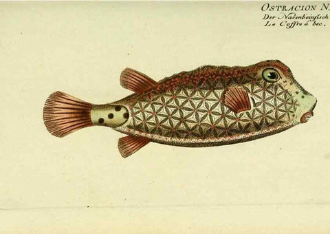 Reproducción/Reproduction 49826290572: D. Marcus Elieser Bloch's, ausübenden Arztes zu Berlin ... Oeconomische Naturgeschichte der Fische Deutschlands .... Berlin :Auf Kosten des Verfassers und in Commission bei dem Buchhändler Hr. Hesse,1782-1795.. 
