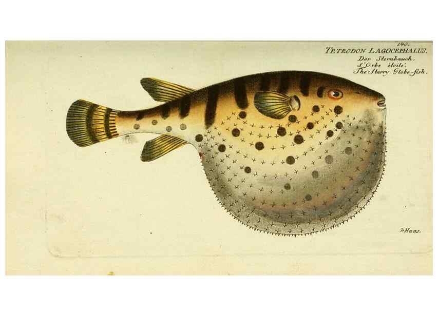 Reproducción/Reproduction 49825973281: D. Marcus Elieser Bloch's, ausübenden Arztes zu Berlin ... Oeconomische Naturgeschichte der Fische Deutschlands .... Berlin :Auf Kosten des Verfassers und in Commission bei dem Buchhändler Hr. Hesse,1782-1795.. 