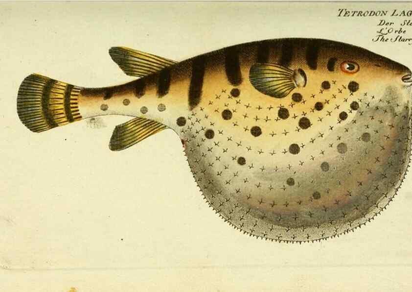 Reproducción/Reproduction 49825973281: D. Marcus Elieser Bloch's, ausübenden Arztes zu Berlin ... Oeconomische Naturgeschichte der Fische Deutschlands .... Berlin :Auf Kosten des Verfassers und in Commission bei dem Buchhändler Hr. Hesse,1782-1795.. 