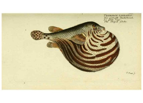Reproducción/Reproduction 49825440268: D. Marcus Elieser Bloch's, ausübenden Arztes zu Berlin ... Oeconomische Naturgeschichte der Fische Deutschlands .... Berlin :Auf Kosten des Verfassers und in Commission bei dem Buchhändler Hr. Hesse,1782-1795.. 