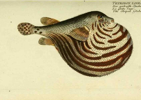 Reproducción/Reproduction 49825440268: D. Marcus Elieser Bloch's, ausübenden Arztes zu Berlin ... Oeconomische Naturgeschichte der Fische Deutschlands .... Berlin :Auf Kosten des Verfassers und in Commission bei dem Buchhändler Hr. Hesse,1782-1795.. 