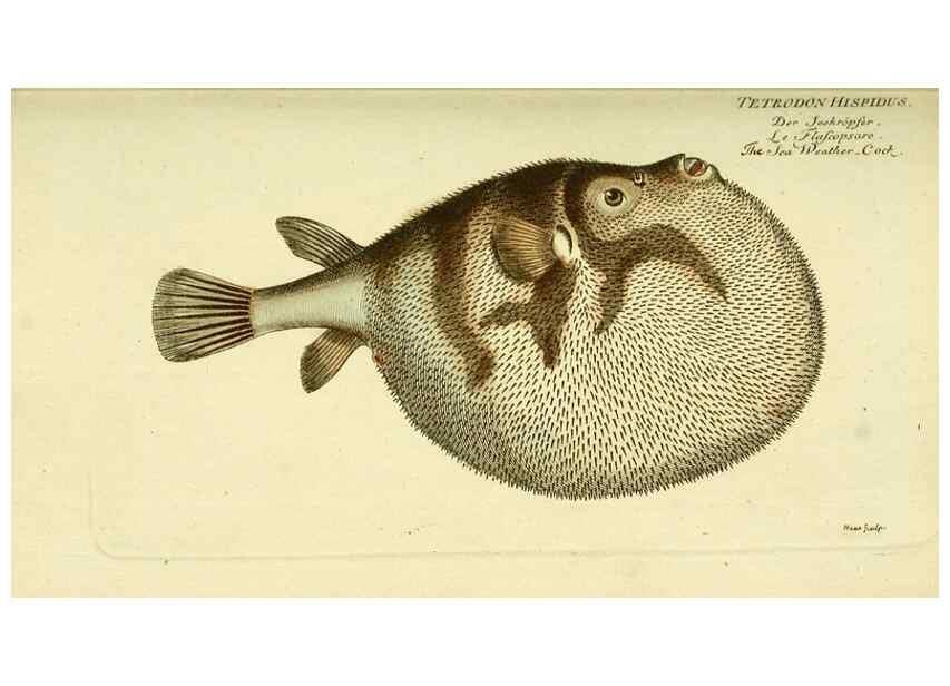 Reproducción/Reproduction 49825974186: D. Marcus Elieser Bloch's, ausübenden Arztes zu Berlin ... Oeconomische Naturgeschichte der Fische Deutschlands .... Berlin :Auf Kosten des Verfassers und in Commission bei dem Buchhändler Hr. Hesse,1782-1795.. 