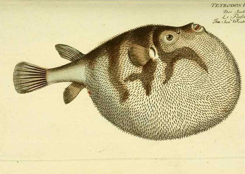 Reproducción/Reproduction 49825974186: D. Marcus Elieser Bloch's, ausübenden Arztes zu Berlin ... Oeconomische Naturgeschichte der Fische Deutschlands .... Berlin :Auf Kosten des Verfassers und in Commission bei dem Buchhändler Hr. Hesse,1782-1795.. 